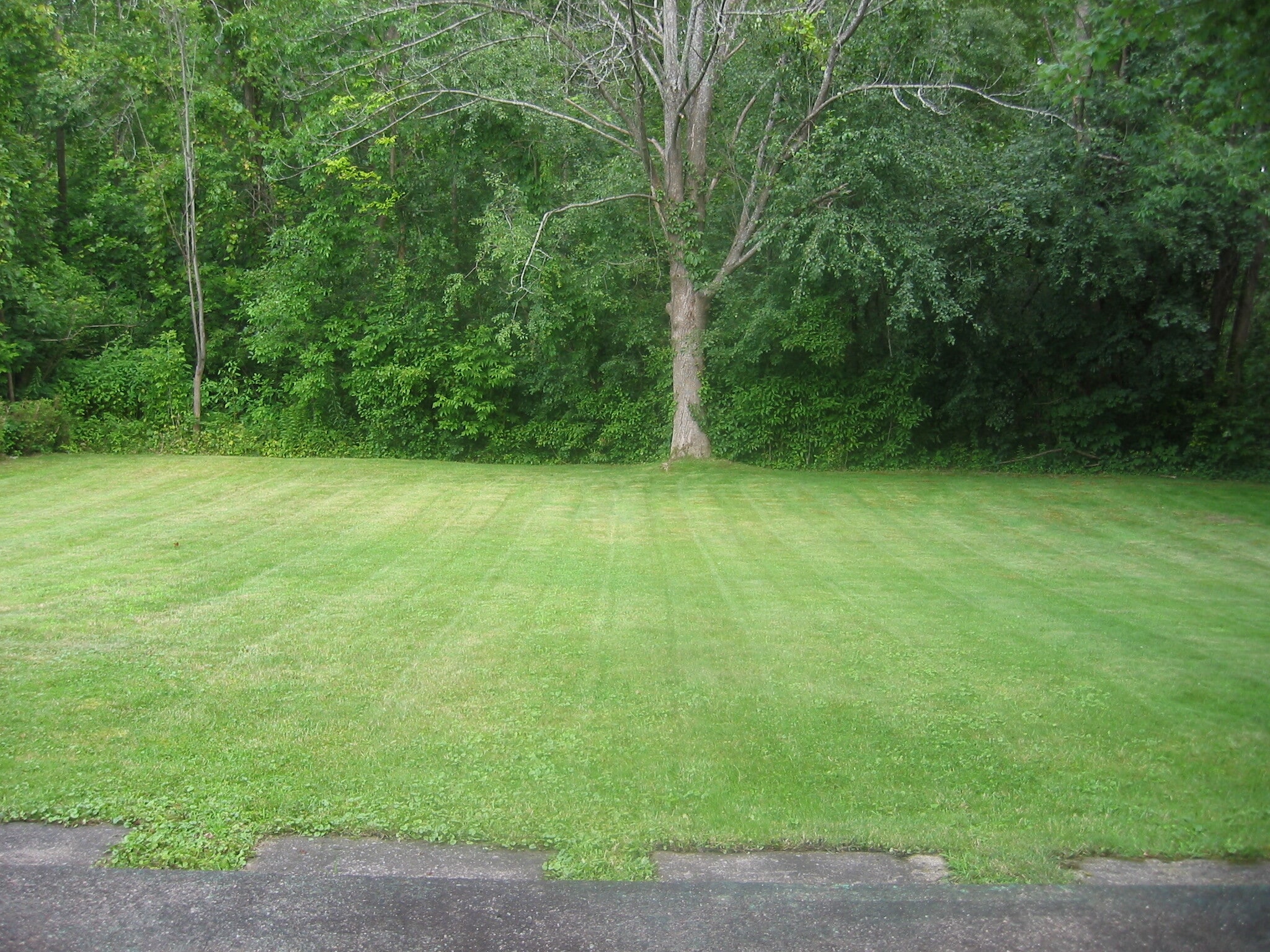 Back yard - 8258 Larkspur Dr