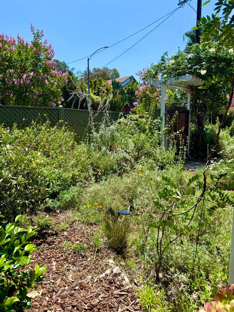 Front garden - 1011 1/2 N Coronado St
