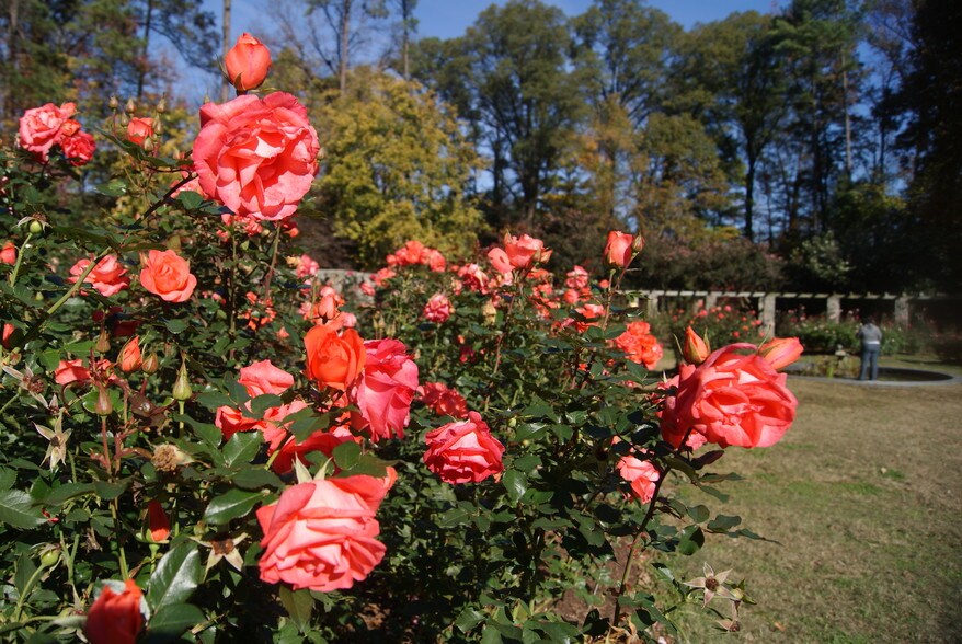 Raleigh Rose Garden - 3208 Ruffin St