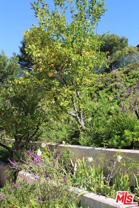 Building Photo - 6236 Trancas Canyon Rd