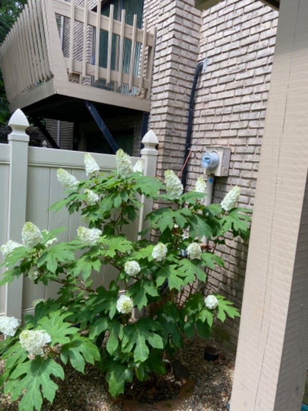 Building Photo - 104 Georgetown Ln