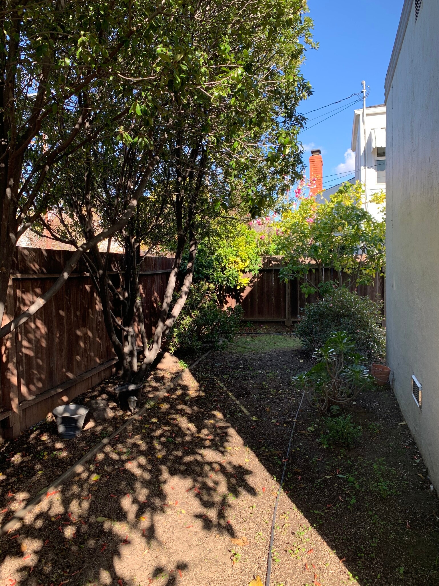 Backyard - 1903 Sacramento St