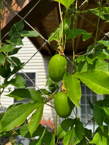 Passion Fruit Vines x 2 - 1373 Palomino Trl