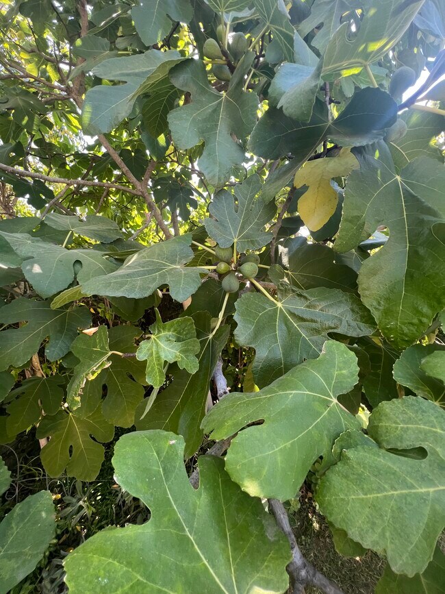 Fig Tree - 6947 Jellico Ave