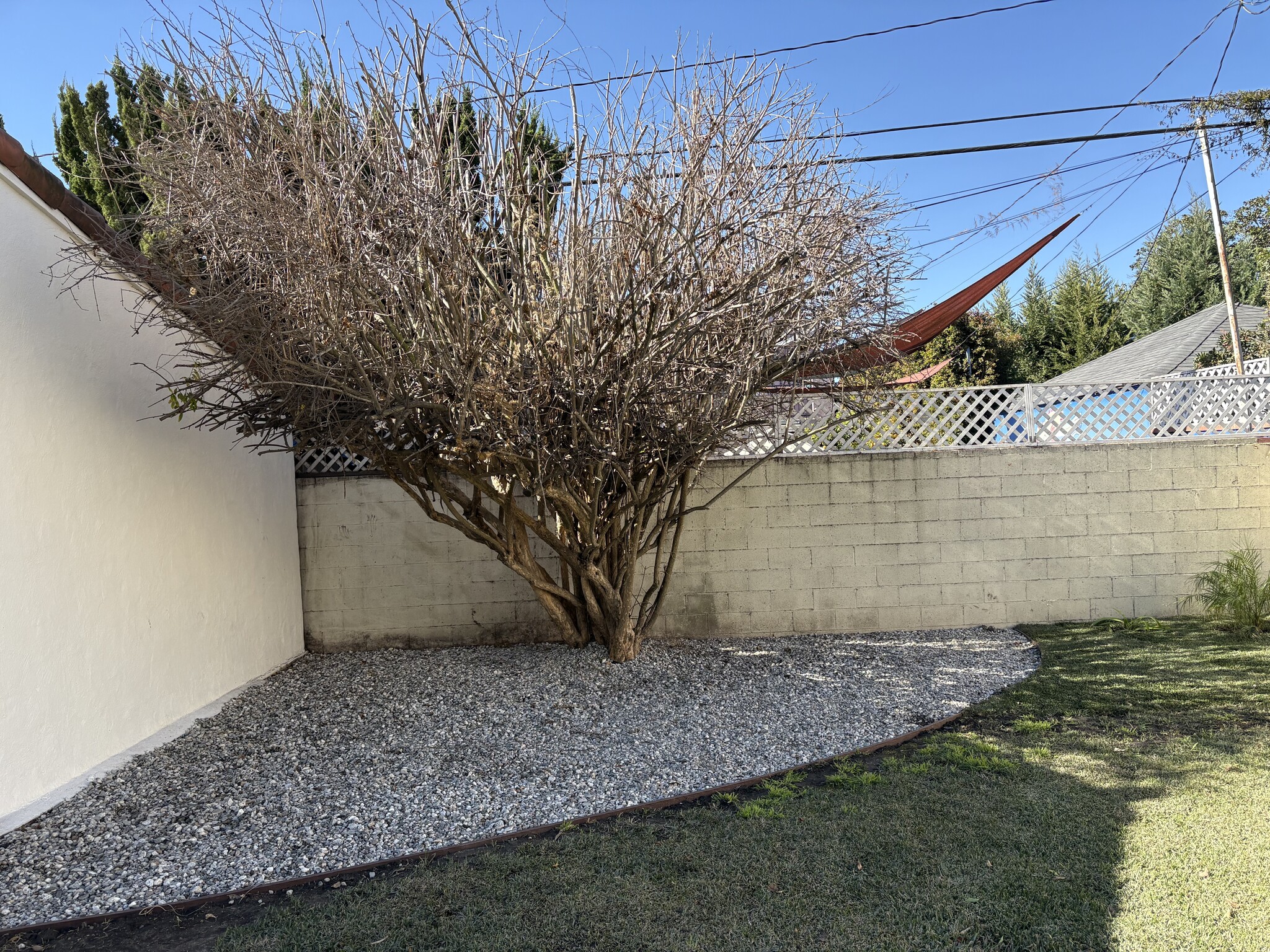 Backyard-Pomegranate tree - 3917 6th Ave