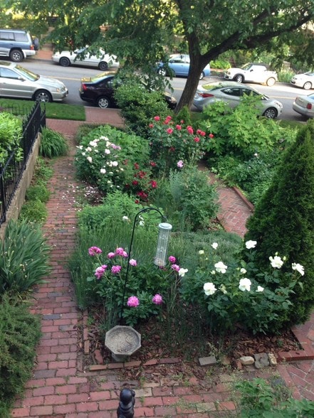 Rose Garden - 134 N Carolina Ave SE