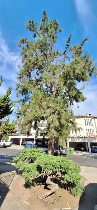 Building Photo - 11028 1/2 Strathmore Dr