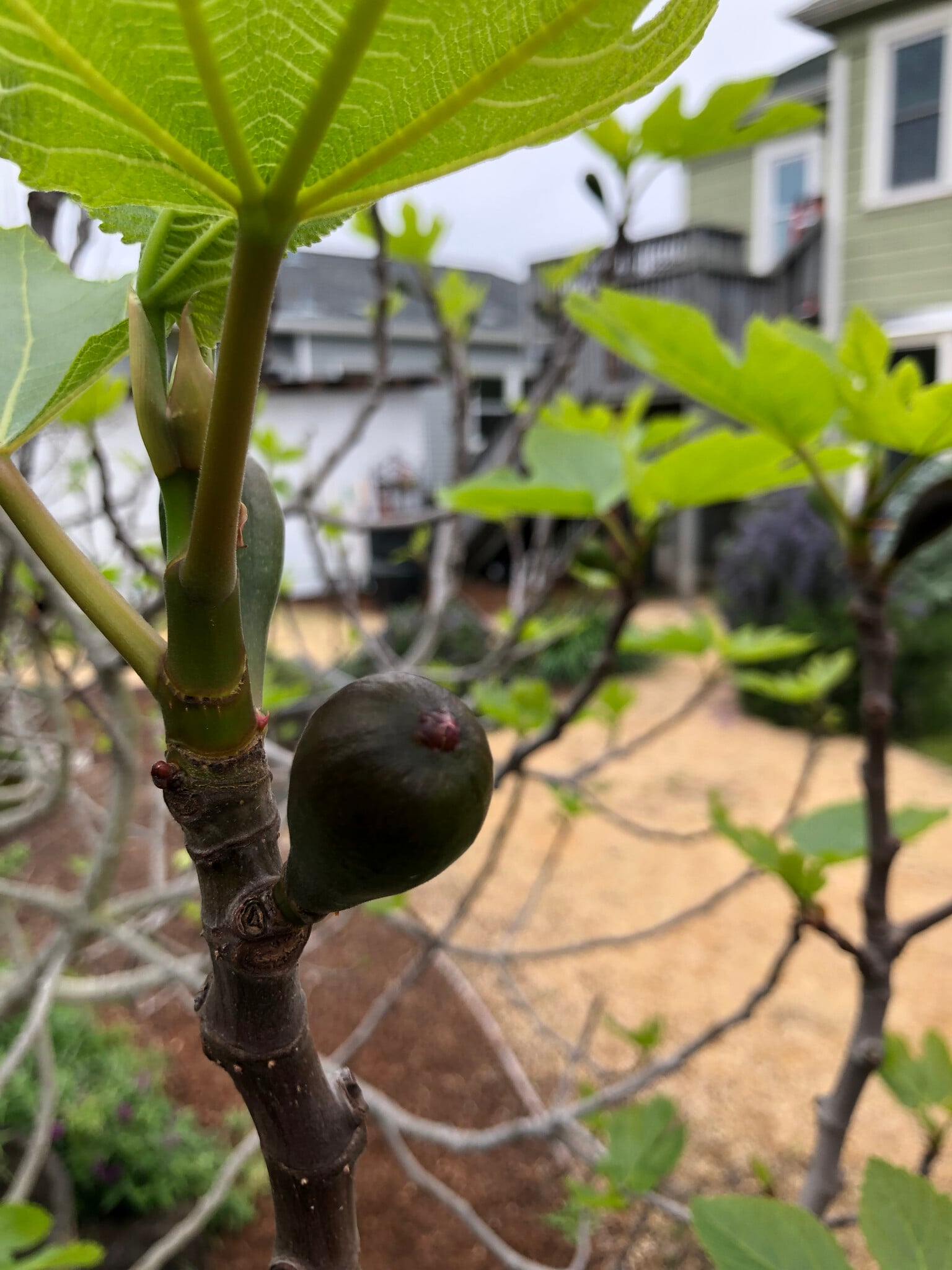 Building Photo - 1258 67th St