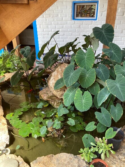 Greenhouse pond - 342 Whiteoaks Dr NE