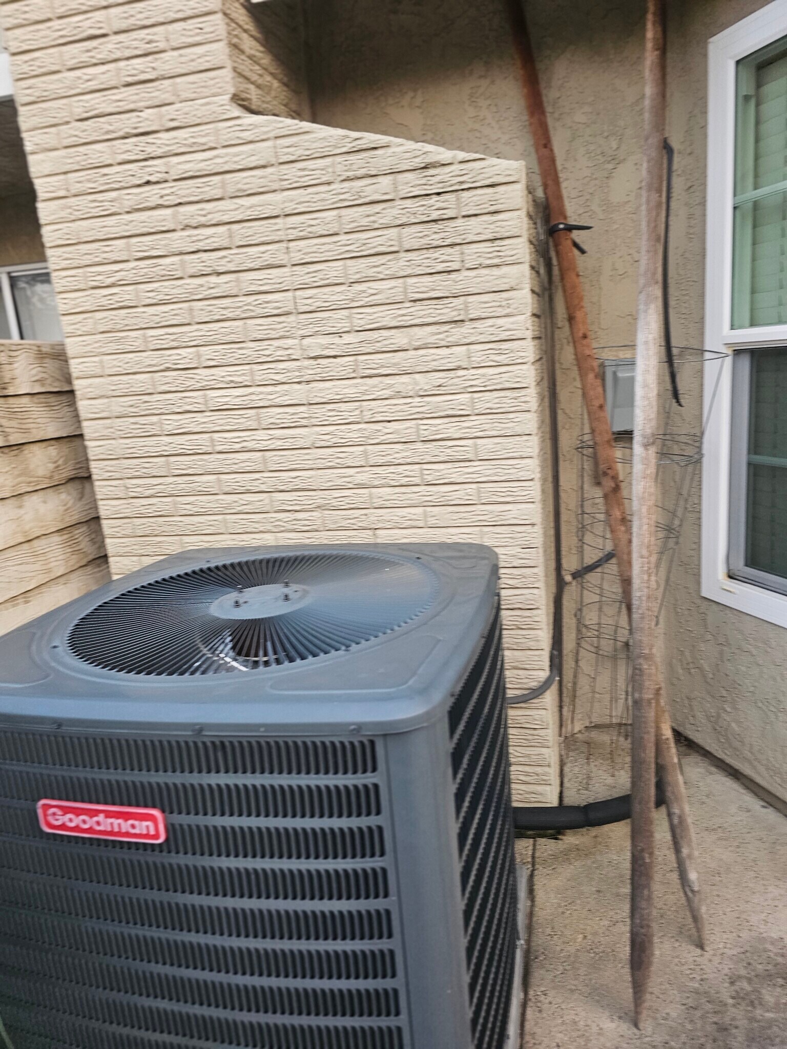 Backyard - 25 Weepingwood