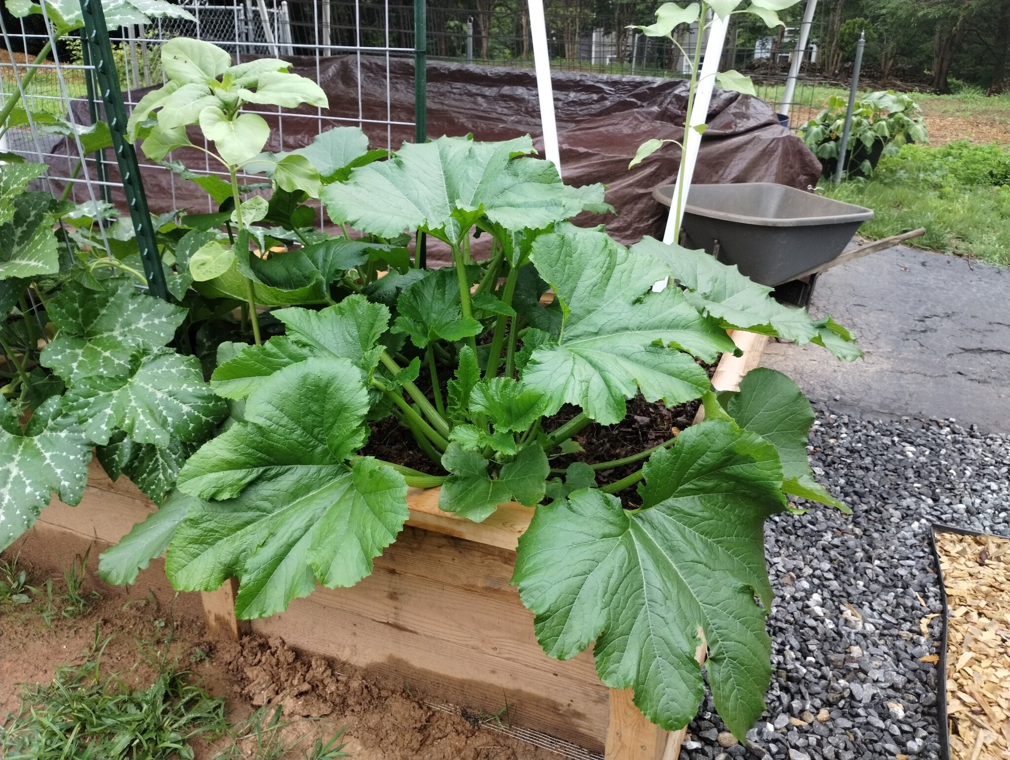 Garden! - 22 Independence Blvd