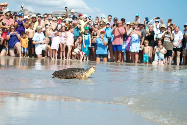 Turtle release on beach - 601 Sea Oats Dr