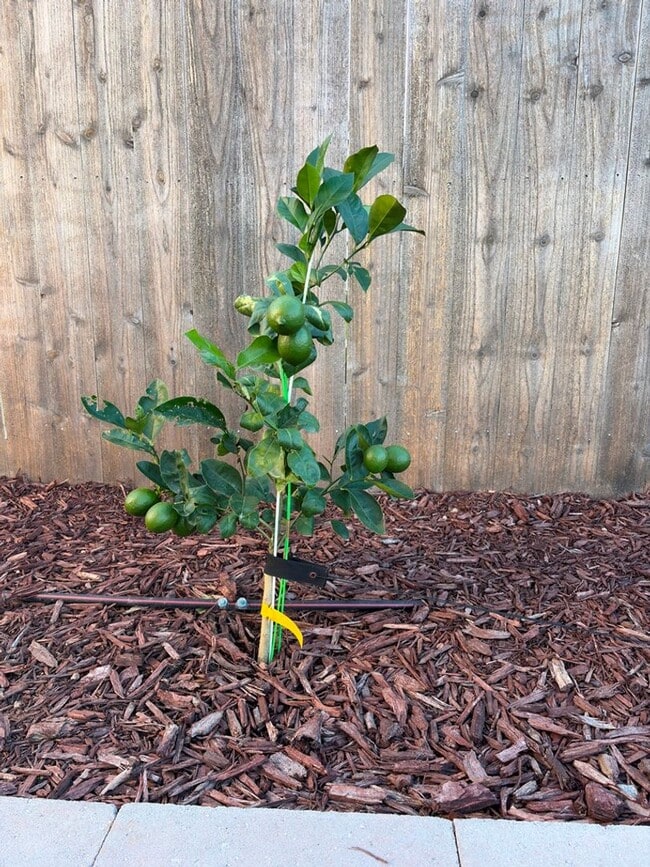 Building Photo - Executive Single-Story Living in Vintage Ranch/Rice Ranch Community