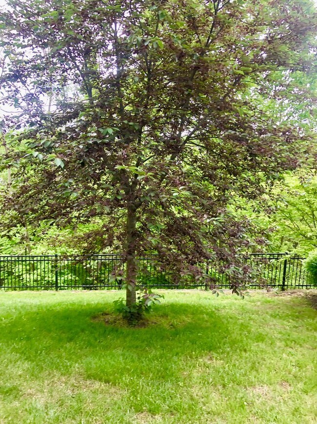 Building Photo - Gorgeous 3BR/2.5BA Townhome in Hyattsville