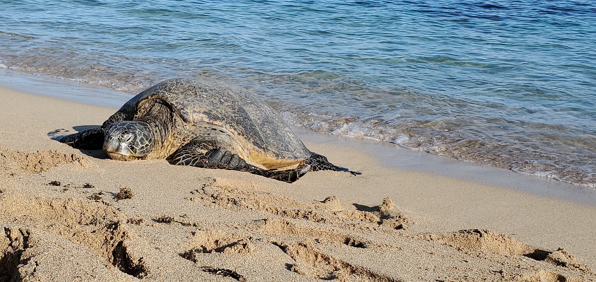Sea turtles everyday - 68-243 Au St