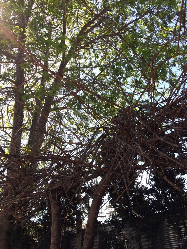 Beautiful backyard tree canopy - 1444 Silver Lake Blvd