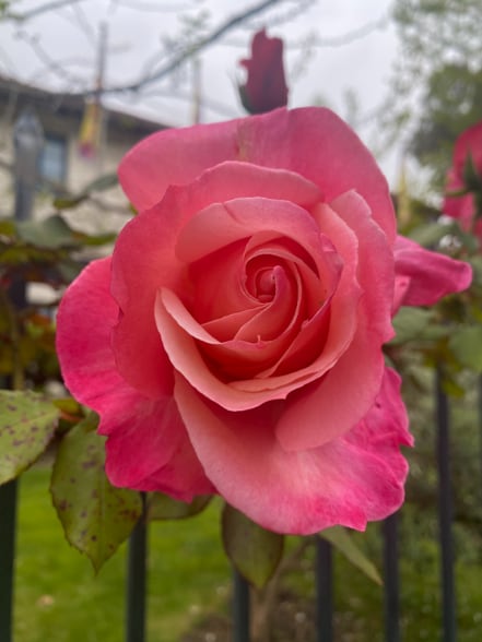 Building Photo - 2480 Virginia St