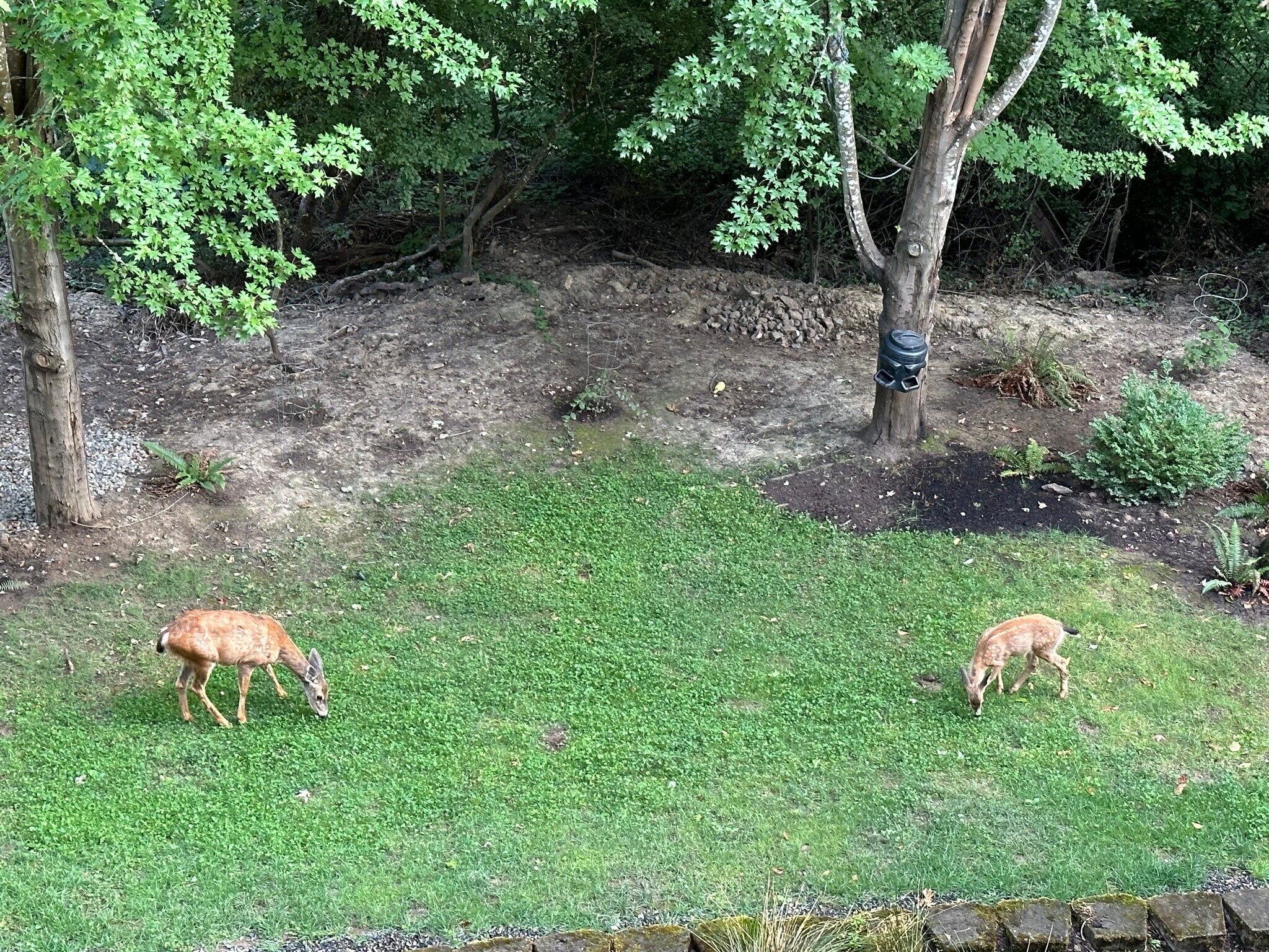 View of the deer who frequent the backyard. Also many birds, occasional owls, etc - 1404 SW Dickinson Ln
