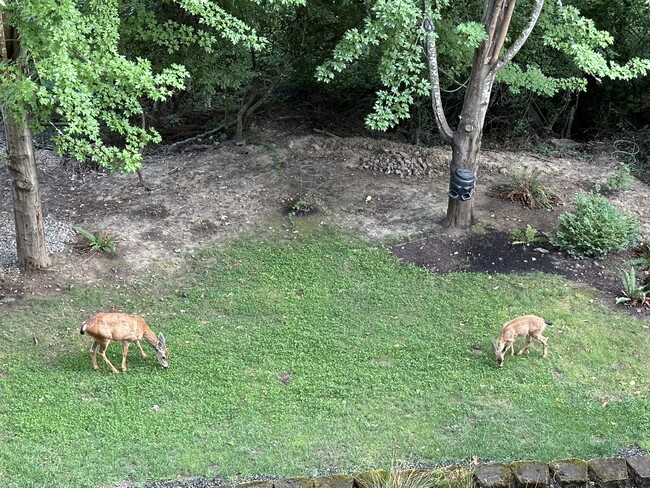 View of the deer who frequent the backyard. Also many birds, occasional owls, etc - 1404 SW Dickinson Ln