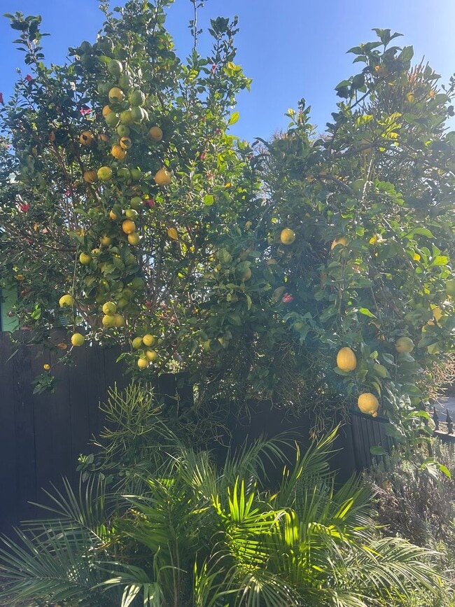 Building Photo - Gorgeous House in Norma Triangle