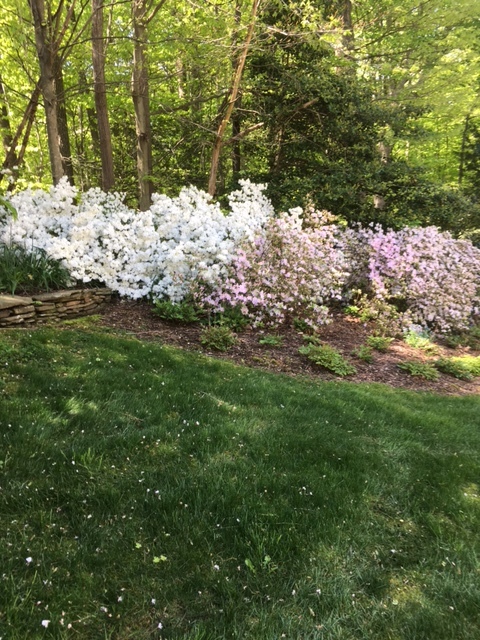 Landscapted backyard area backs to woods - 8290 Armetale Ln