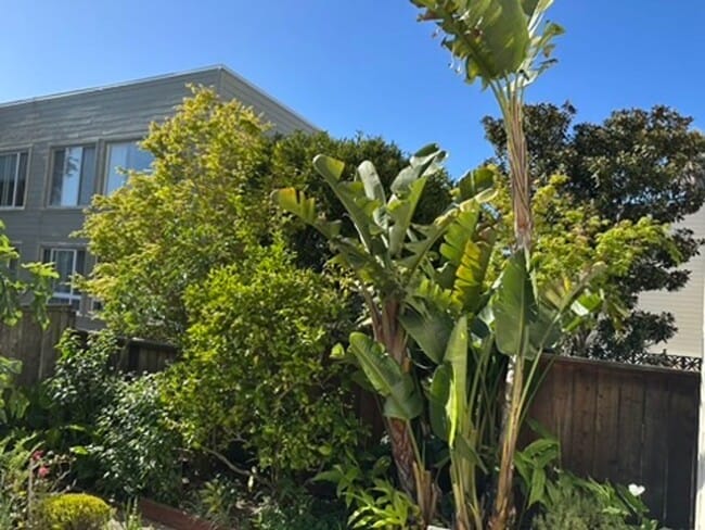 Building Photo - Epic REA- Serene 2 BR/1 BA Flat w/Private Deck & Yard in Lone Mountain