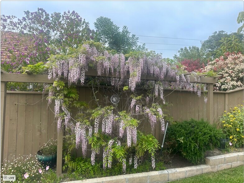 Wisteria in Backyard - 1987 Willow Ridge Dr