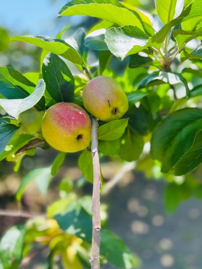 Building Photo - Single Family Home w/Garage, Yard, Fruit T...