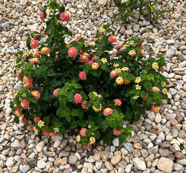 Building Photo - 5761 Danbury Blvd