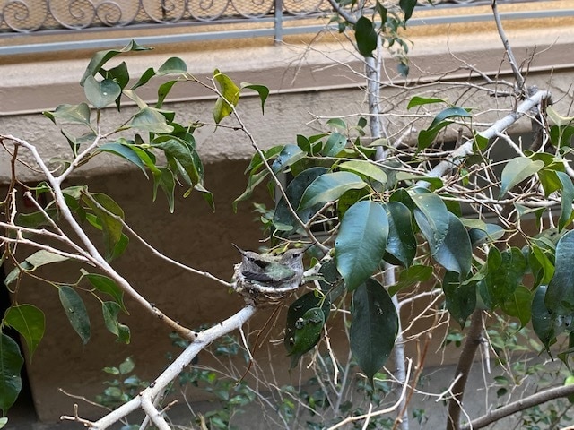 Baby Humming Birds - 10425 Irene St