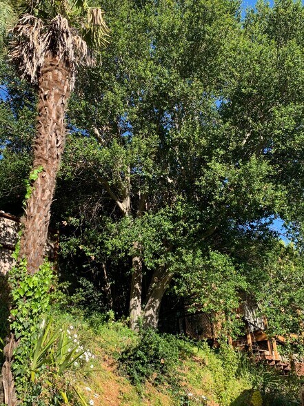 Palm and oak trees in shared backyard - 136 Farallon Dr