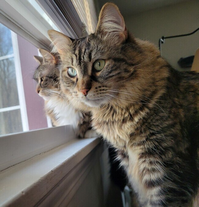 Building Photo - One bedroom apartment for rent in Andover Connecticut!