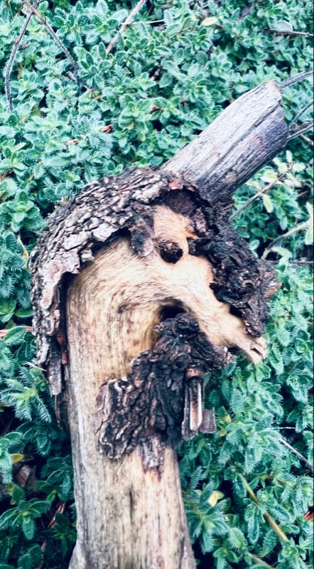 Building Photo - 2199 Westfield Ave