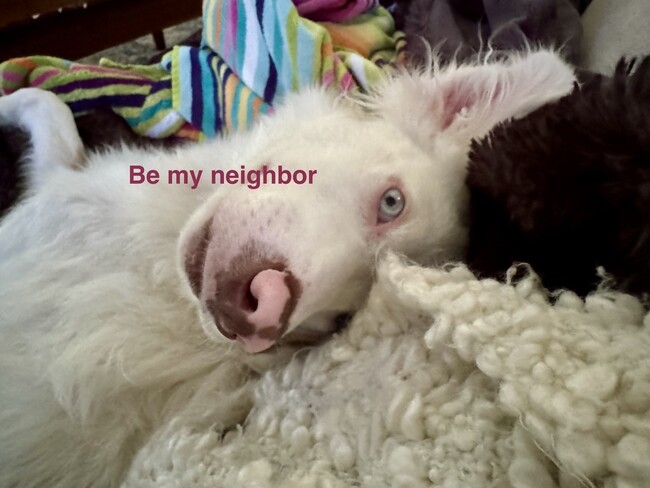 Neighbor dog - 4806 SE 76th Ave