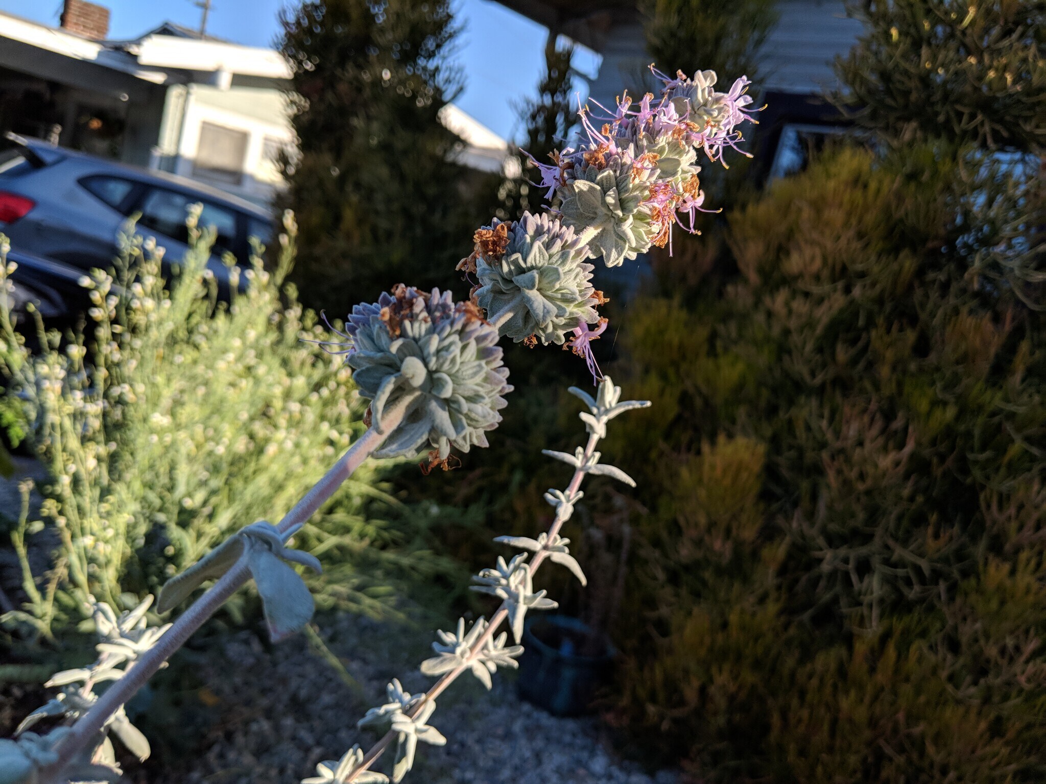 Natives in the front yard - 5259 Aldama St