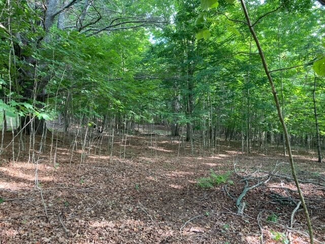 Forest - 176 Bagley Hill Rd