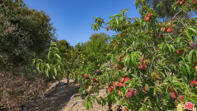 Building Photo - 6815 Dume Dr