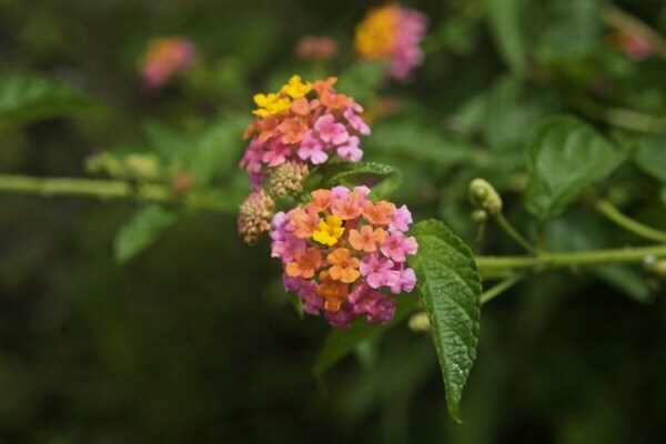 Building Photo - 15-1698-1698 7th Ave