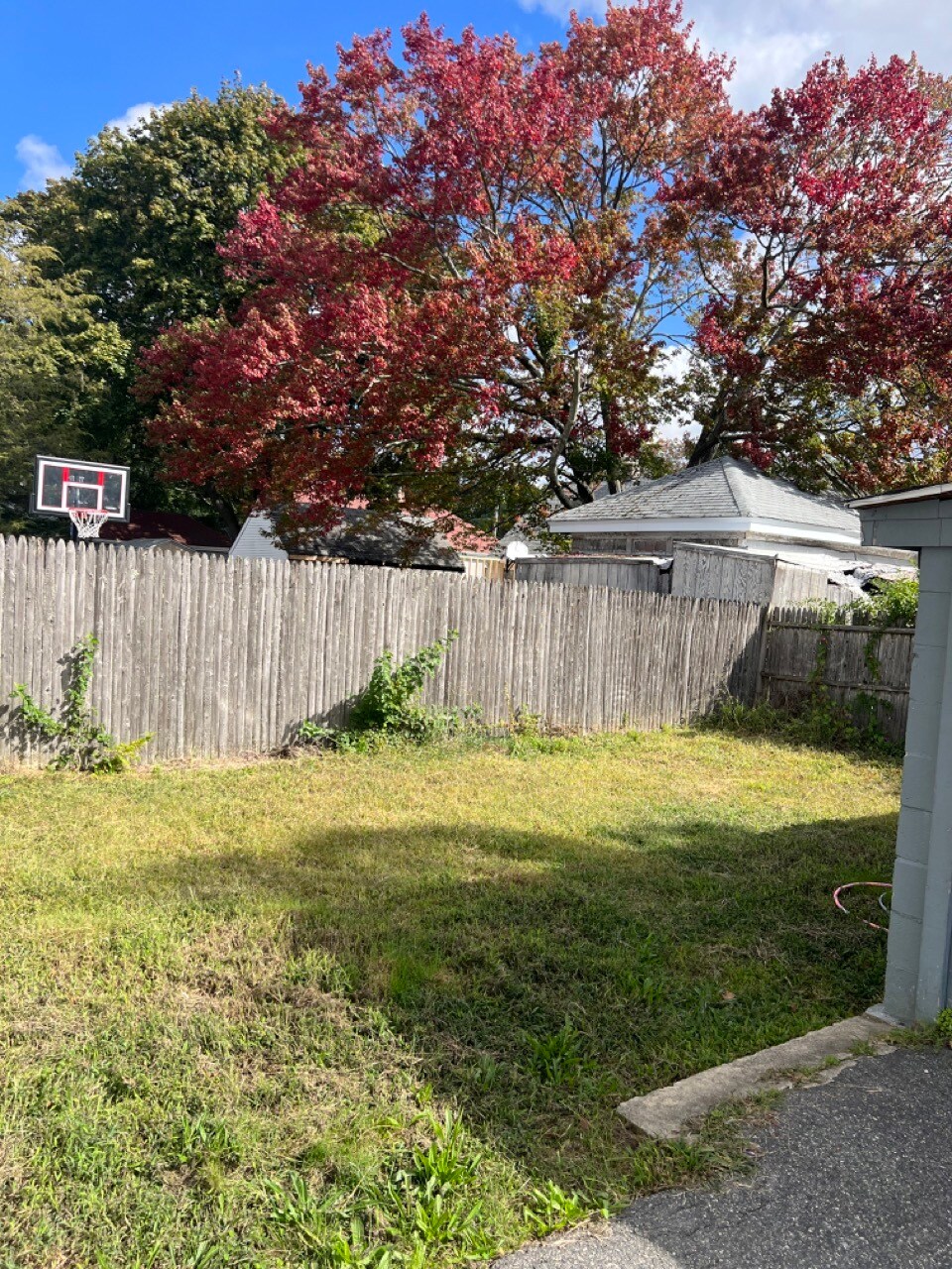 Backyard - 49 Elder St