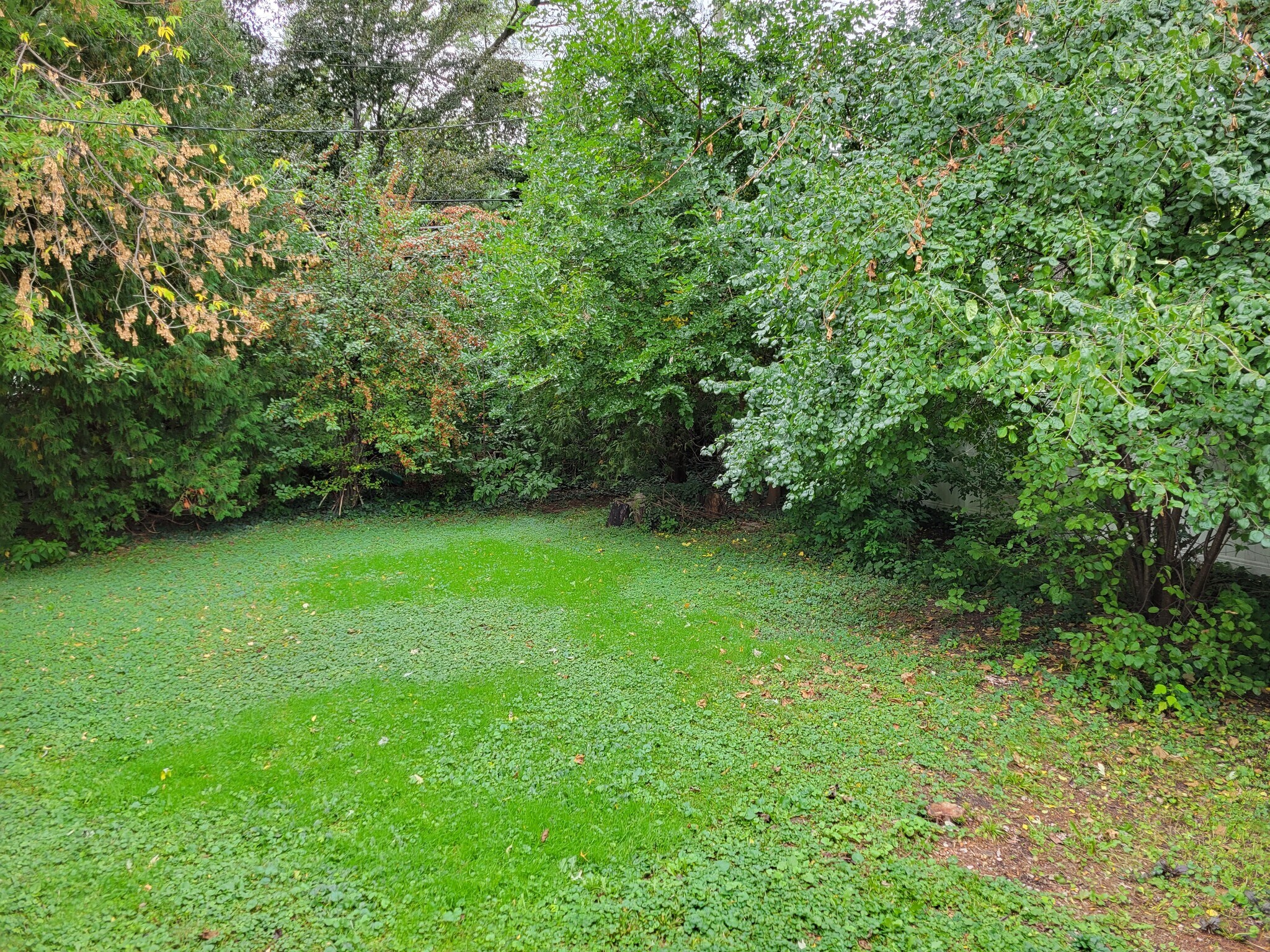 private backyard - 711 N Blair Ave