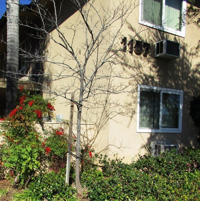 Building Photo - 1181 E Hollyvale St