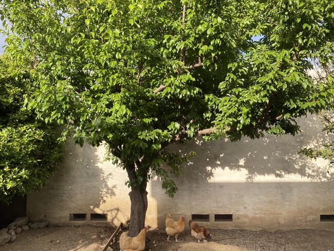 Backyard with Fruit Trees - 38053 Miller Pl