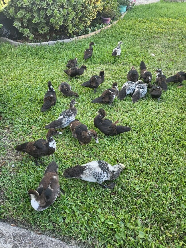 Building Photo - 237 N Hidden Tree Dr