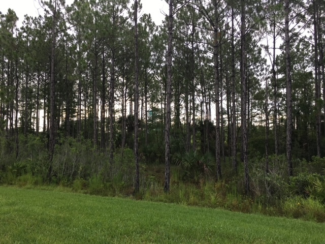 Forest View from Back Porch - 366 Tiki Ter