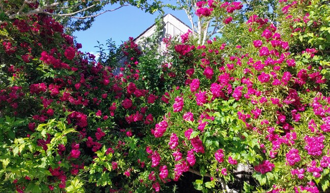 Mature plantings are abundant and beautiful. - 94 Cross Rd