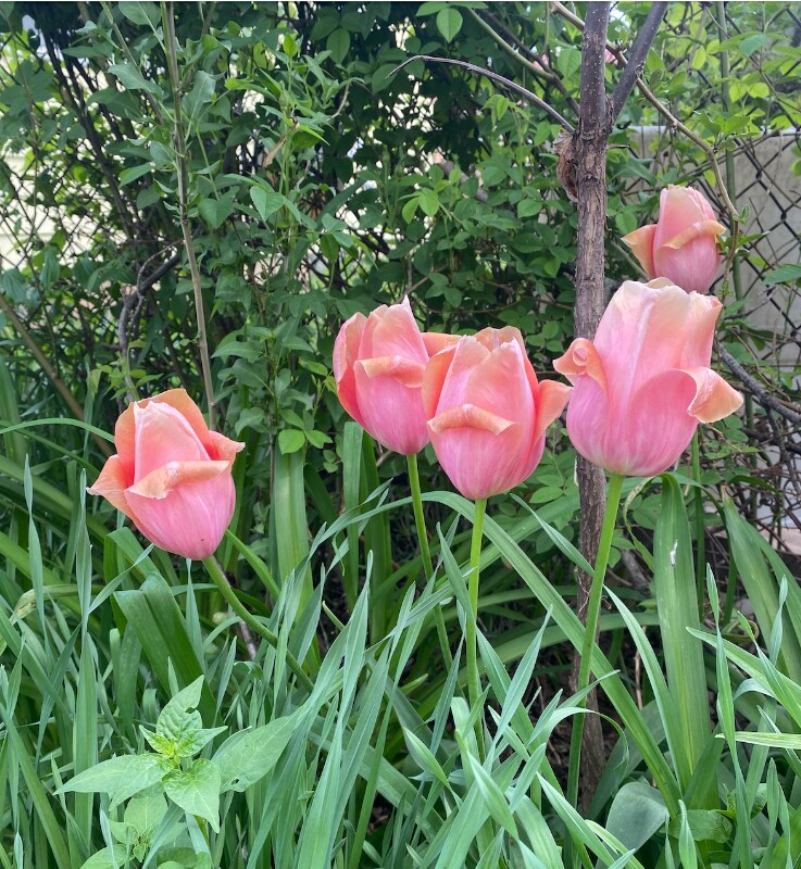 Building Photo - 930 Brinton Dr