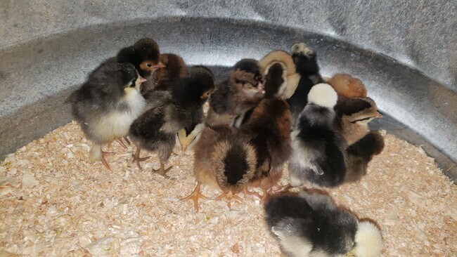 Building Photo - 9500 Fox Valley Dr