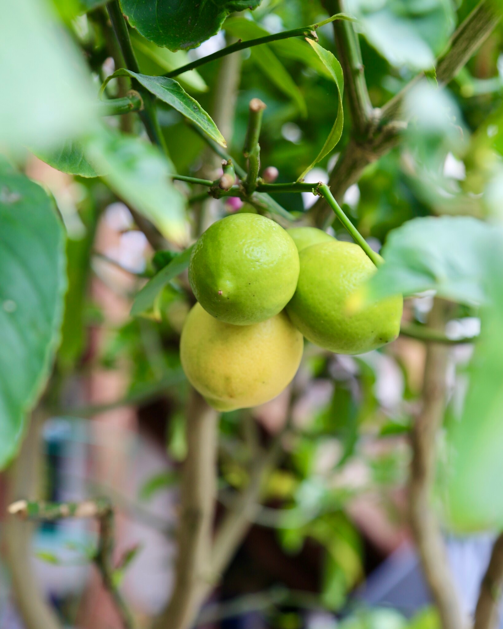 Fruit Trees - 748 Kansas St