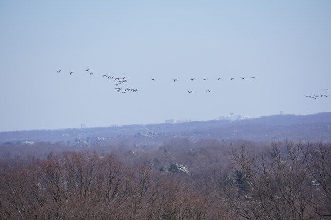 East view from all rooms - 11776 Stratford House Pl