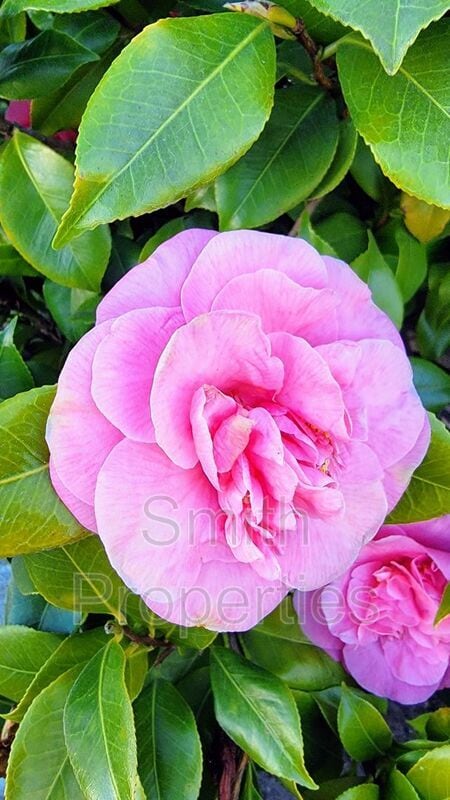 Building Photo - 606 N Irena Ave